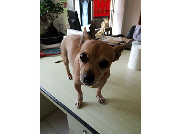 犬胰腺炎