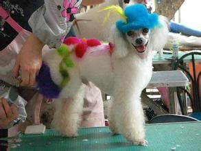烟台宠物美容 烟台宠物美容哪家好 烟台宠物美容电话