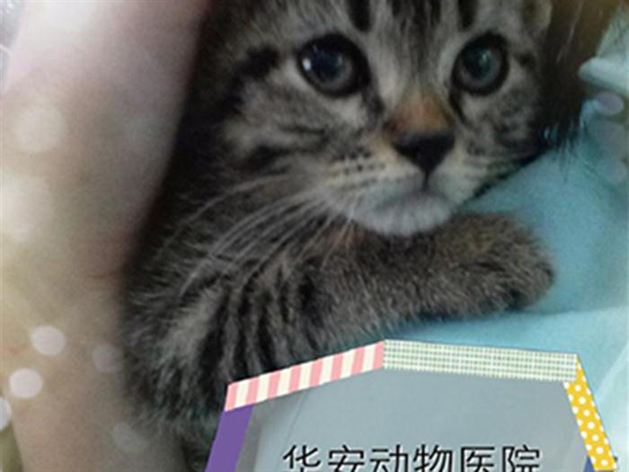 烟台宠物医院哪家好