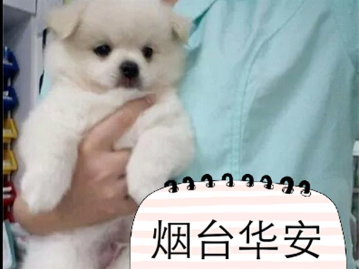 烟台宠物医院  烟台宠物医院哪家好 烟台宠物医院电话
